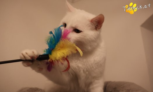 Katze Lissy (Foto by Tiereck.at - Lavanttaler Tierhilfe)