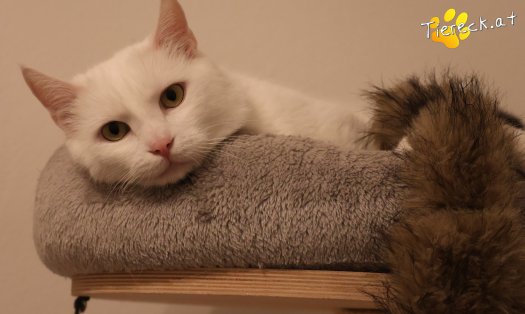 Katze Lissy (Foto by Tiereck.at - Lavanttaler Tierhilfe)