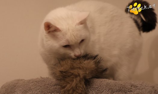 Katze Lissy (Foto by Tiereck.at - Lavanttaler Tierhilfe)