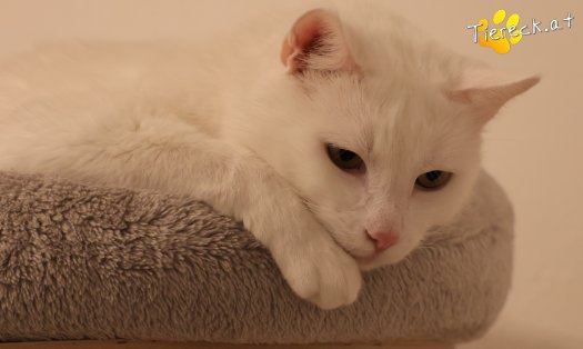 Katze Lissy (Foto by Tiereck.at - Lavanttaler Tierhilfe)