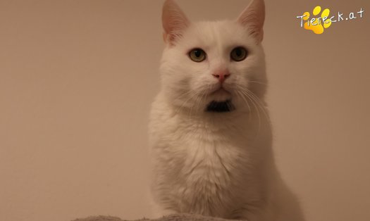 Katze Lissy (Foto by Tiereck.at - Lavanttaler Tierhilfe)