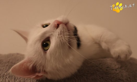 Katze Lissy (Foto by Tiereck.at - Lavanttaler Tierhilfe)