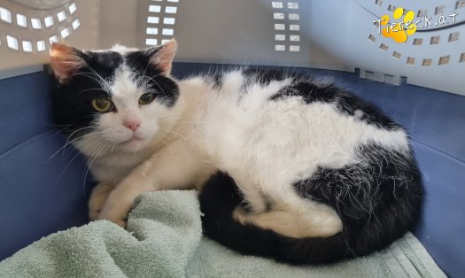 Katze Salem (Foto by Tiereck.at - Lavanttaler Tierhilfe)