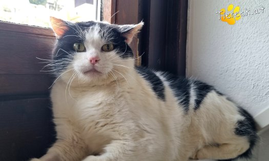 Katze Salem (Foto by Tiereck.at - Lavanttaler Tierhilfe)