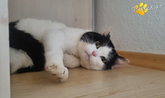 Katze Salem (Foto by Tiereck.at - Lavanttaler Tierhilfe)