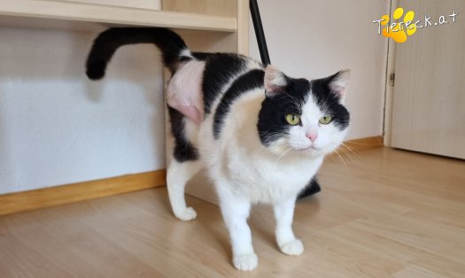Katze Salem (Foto by Tiereck.at - Lavanttaler Tierhilfe)
