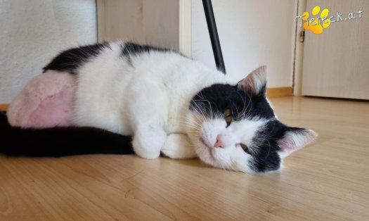 Katze Salem (Foto by Tiereck.at - Lavanttaler Tierhilfe)