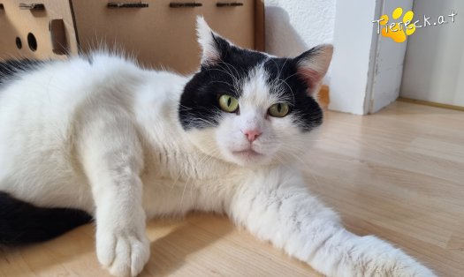 Katze Salem (Foto by Tiereck.at - Lavanttaler Tierhilfe)