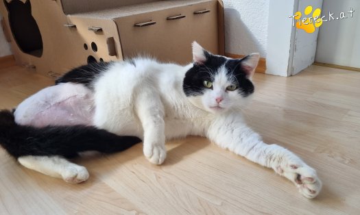 Katze Salem (Foto by Tiereck.at - Lavanttaler Tierhilfe)