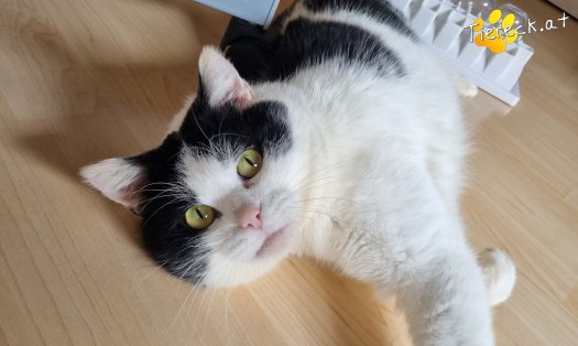 Katze Salem (Foto by Tiereck.at - Lavanttaler Tierhilfe)
