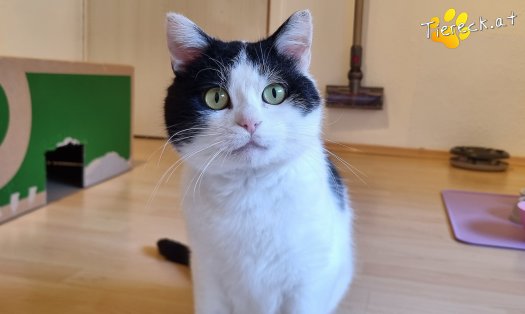 Katze Salem (Foto by Tiereck.at - Lavanttaler Tierhilfe)