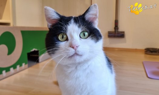 Katze Salem (Foto by Tiereck.at - Lavanttaler Tierhilfe)