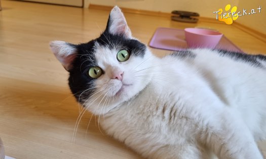 Katze Salem (Foto by Tiereck.at - Lavanttaler Tierhilfe)
