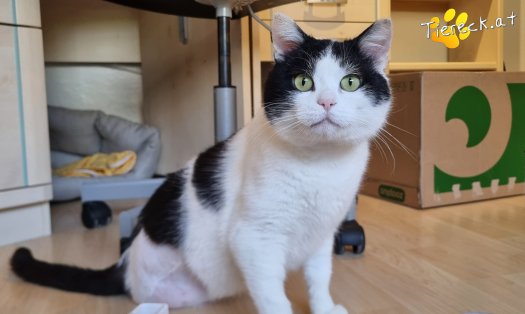 Katze Salem (Foto by Tiereck.at - Lavanttaler Tierhilfe)