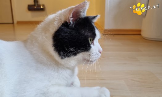 Katze Salem (Foto by Tiereck.at - Lavanttaler Tierhilfe)
