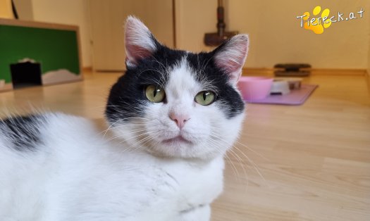 Katze Salem (Foto by Tiereck.at - Lavanttaler Tierhilfe)