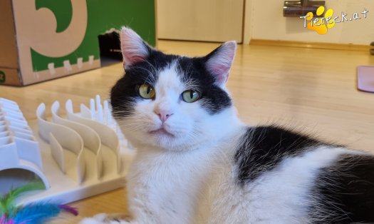 Katze Salem (Foto by Tiereck.at - Lavanttaler Tierhilfe)