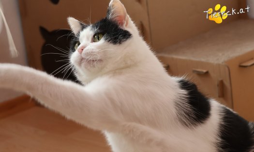 Katze Salem (Foto by Tiereck.at - Lavanttaler Tierhilfe)