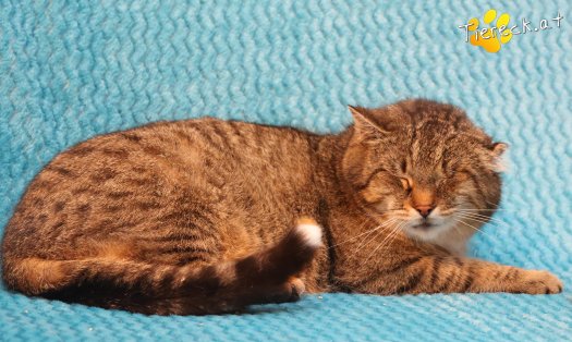 Katze Vevi (Foto by Tiereck.at - Lavanttaler Tierhilfe)