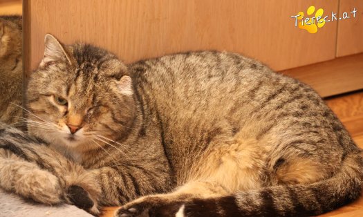 Katze Vevi (Foto by Tiereck.at - Lavanttaler Tierhilfe)