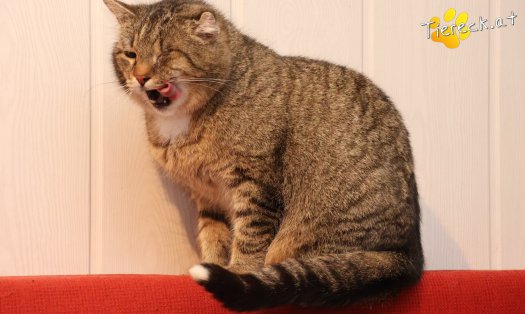 Katze Vevi (Foto by Tiereck.at - Lavanttaler Tierhilfe)