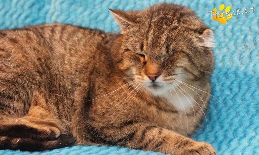 Katze Vevi (Foto by Tiereck.at - Lavanttaler Tierhilfe)