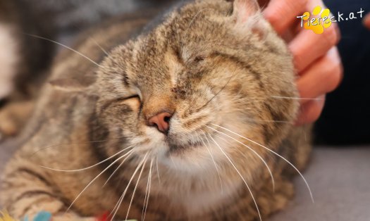 Katze Vevi (Foto by Tiereck.at - Lavanttaler Tierhilfe)