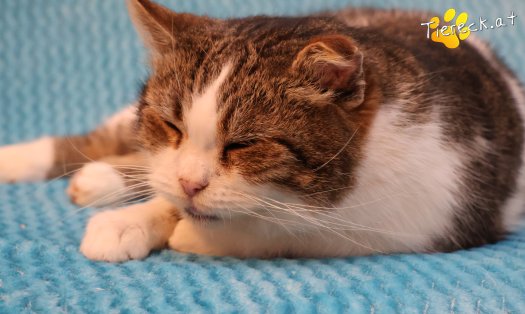 Katze Vroni (Foto by Tiereck.at - Lavanttaler Tierhilfe)