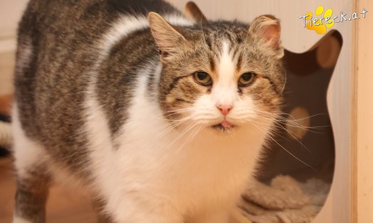 Katze Vroni (Foto by Tiereck.at - Lavanttaler Tierhilfe)