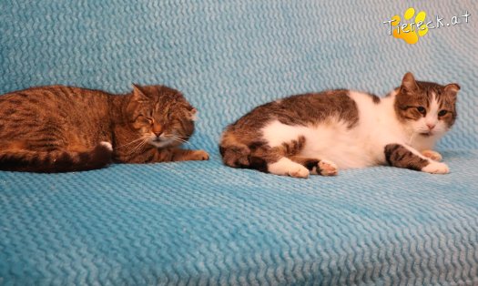 Katze Vroni (Foto by Tiereck.at - Lavanttaler Tierhilfe)