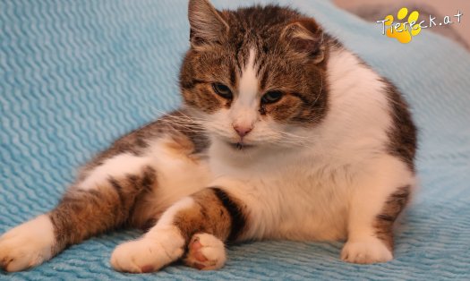 Katze Vroni (Foto by Tiereck.at - Lavanttaler Tierhilfe)