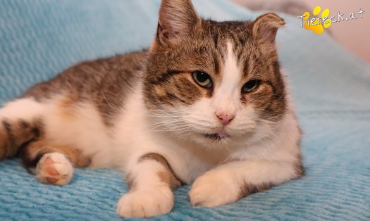 Katze Vroni (Foto by Tiereck.at - Lavanttaler Tierhilfe)