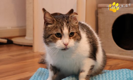 Katze Vroni (Foto by Tiereck.at - Lavanttaler Tierhilfe)