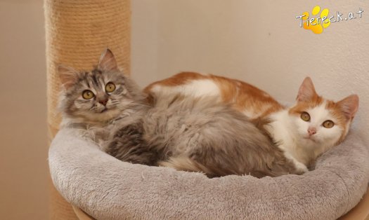 Katze Luna (Foto by Tiereck.at - Lavanttaler Tierhilfe)