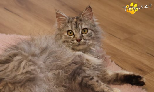 Katze Luna (Foto by Tiereck.at - Lavanttaler Tierhilfe)