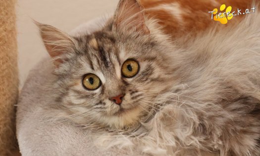 Katze Luna (Foto by Tiereck.at - Lavanttaler Tierhilfe)