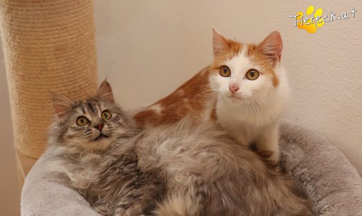 Katze Luna (Foto by Tiereck.at - Lavanttaler Tierhilfe)