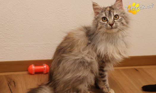 Katze Luna (Foto by Tiereck.at - Lavanttaler Tierhilfe)