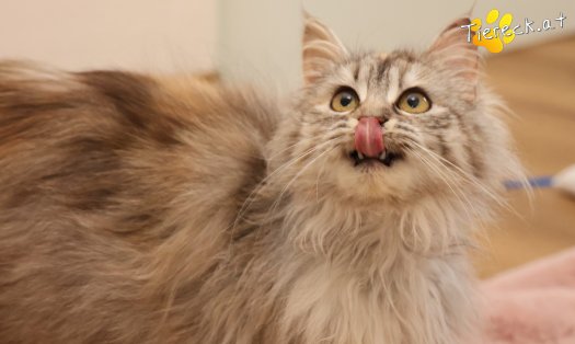 Katze Luna (Foto by Tiereck.at - Lavanttaler Tierhilfe)