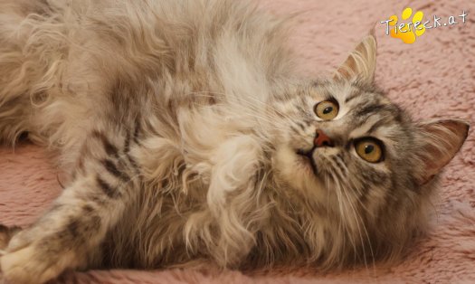 Katze Luna (Foto by Tiereck.at - Lavanttaler Tierhilfe)