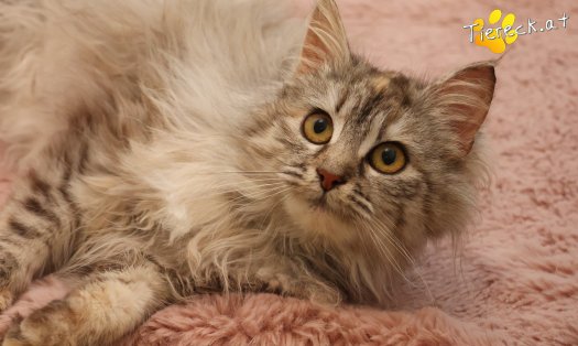 Katze Luna (Foto by Tiereck.at - Lavanttaler Tierhilfe)