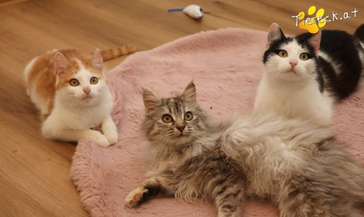 Katze Luna (Foto by Tiereck.at - Lavanttaler Tierhilfe)