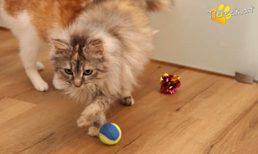 Katze Luna (Foto by Tiereck.at - Lavanttaler Tierhilfe)