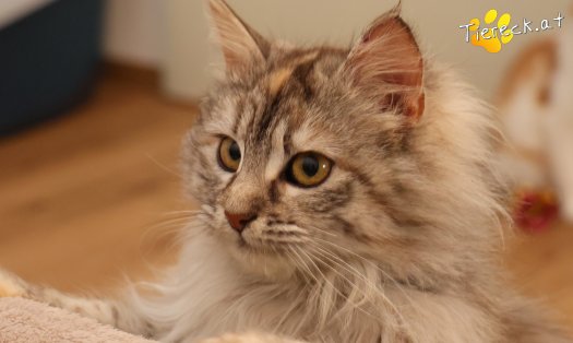 Katze Luna (Foto by Tiereck.at - Lavanttaler Tierhilfe)