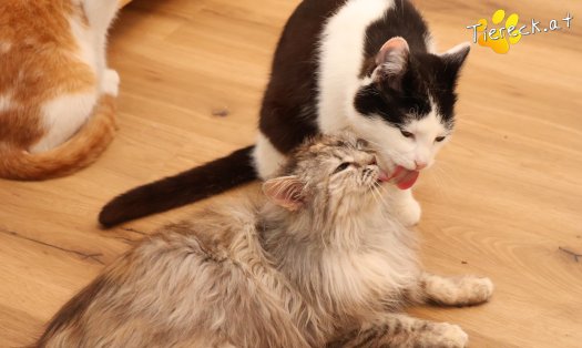 Katze Luna (Foto by Tiereck.at - Lavanttaler Tierhilfe)