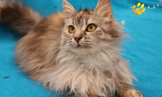 Katze Luna (Foto by Tiereck.at - Lavanttaler Tierhilfe)