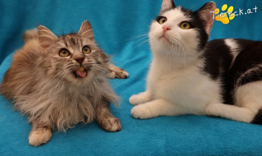 Katze Luna (Foto by Tiereck.at - Lavanttaler Tierhilfe)