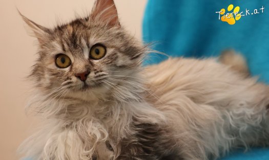 Katze Luna (Foto by Tiereck.at - Lavanttaler Tierhilfe)