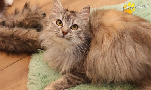 Katze Luna (Foto by Tiereck.at - Lavanttaler Tierhilfe)