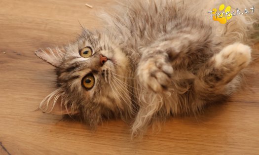 Katze Luna (Foto by Tiereck.at - Lavanttaler Tierhilfe)